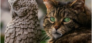 Cats 184 (30 wallpapers)