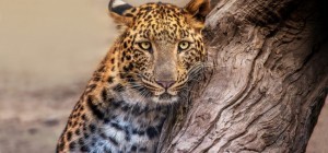 Cats 228 (30 wallpapers)