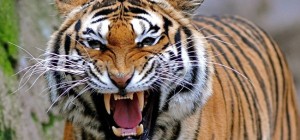 Cats 162 (30 wallpapers)