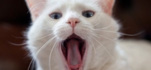 Cats 232 (30 wallpapers)