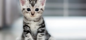 Коты 133 (3840x2160) (30 обоев)