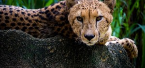 Коты 161 (30 обоев)