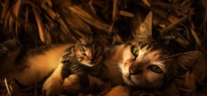 Коти 234 (30 шпалер)