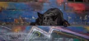 Dogs 174 (30 wallpapers)