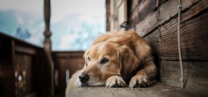 Собаки 140 (30 обоев)