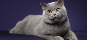 Коты 189 (30 обоев)