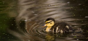 Птицы 178 (30 обоев)