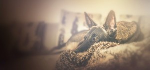 Собаки 153 (30 обоев)