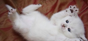 Коти 185 (30 шпалер)