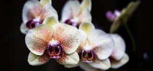 Floral wallpaper 887 (30 wallpapers)