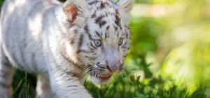 Коти 216 (30 шпалер)