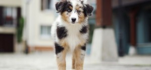 Dogs 154 (30 wallpapers)