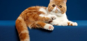 Коти 194 (30 шпалер)