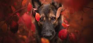 Собаки 142 (30 шпалер)