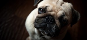 Собаки 156 (30 обоев)