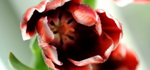 Floral wallpaper 862 (30 wallpapers)