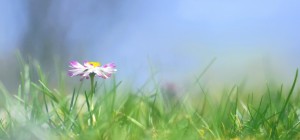 Квіткові шпалери 800 (2560x1600) (30 шпалер)