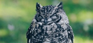 Birds 128 (2560x1440) (7 wallpapers)