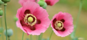 Floral wallpaper 884 (30 wallpapers)