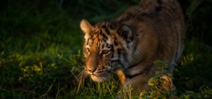 Коты 192 (30 обоев)