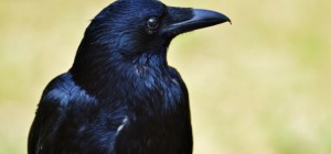 Птицы 164 (5120x2880) (10 обоев)