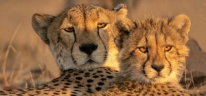 Коты 188 (30 обоев)