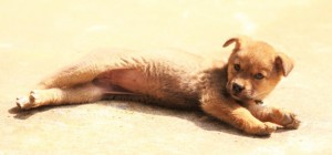 Собаки 157 (30 обоев)