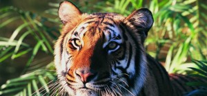 Cats 187 (30 wallpapers)