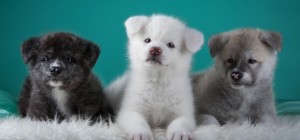 Собаки 155 (30 шпалер)