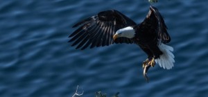 Птахи 185 (30 шпалер)