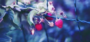 Food 825 (30 wallpapers)