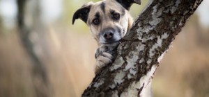 Dogs 162 (30 wallpapers)
