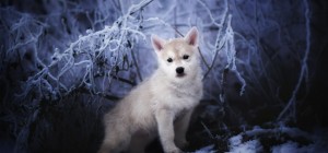 Собаки 137 (30 шпалер)