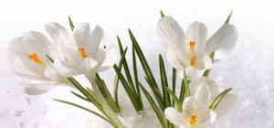 Цветочные обои 799 (2560x1600) (30 обоев)