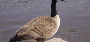 Птахи 175 (30 шпалер)