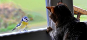 Коты 196 (30 обоев)