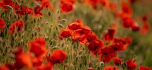 Квіткові шпалери 829 (3840x2160) (30 шпалер)