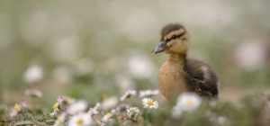 Birds 221 (30 wallpapers)