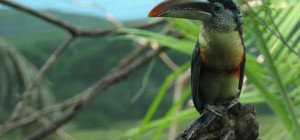 Birds 145 (2560x1600) (30 wallpapers)