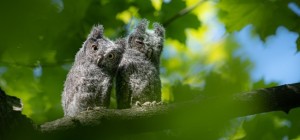 Birds 205 (30 wallpapers)