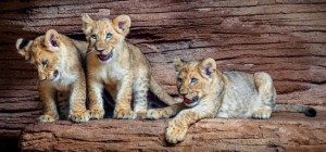 Коти 174 (30 шпалер)