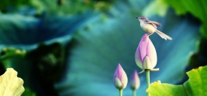 Birds 191 (30 wallpapers)