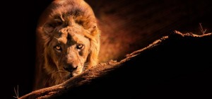 Cats 204 (30 wallpapers)