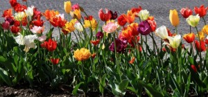 Квіткові шпалери 798 (2560x1600) (30 шпалер)