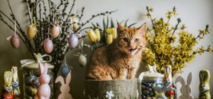 Коты 186 (30 обоев)