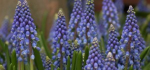Floral wallpaper 874 (30 wallpapers)