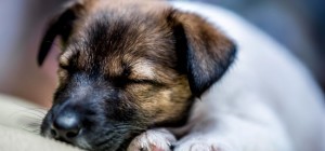 Dogs 179 (30 wallpapers)