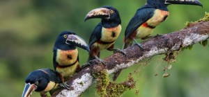 Птицы 161 (3840x2160) (30 обоев)