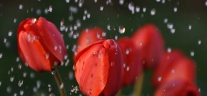 Цветочные обои 804 (2560x1600) (30 обоев)