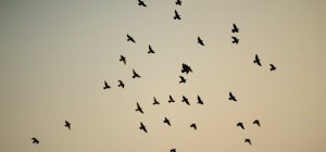 Birds 126 (2560x1440) (30 wallpapers)